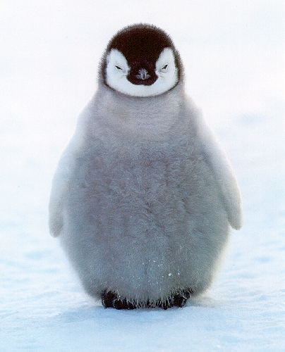 FlappyPenguin